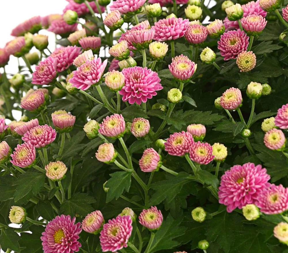 Dehner Terrassenpflanzen - Herbst-Chrysantheme Lila
