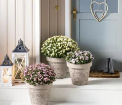Dehner Terrassenpflanzen - Herbst-Chrysantheme Lila
