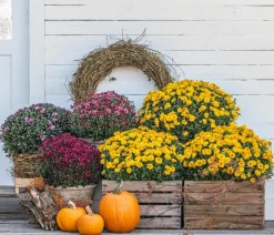 Dehner Terrassenpflanzen - Herbst-Chrysantheme Gelb