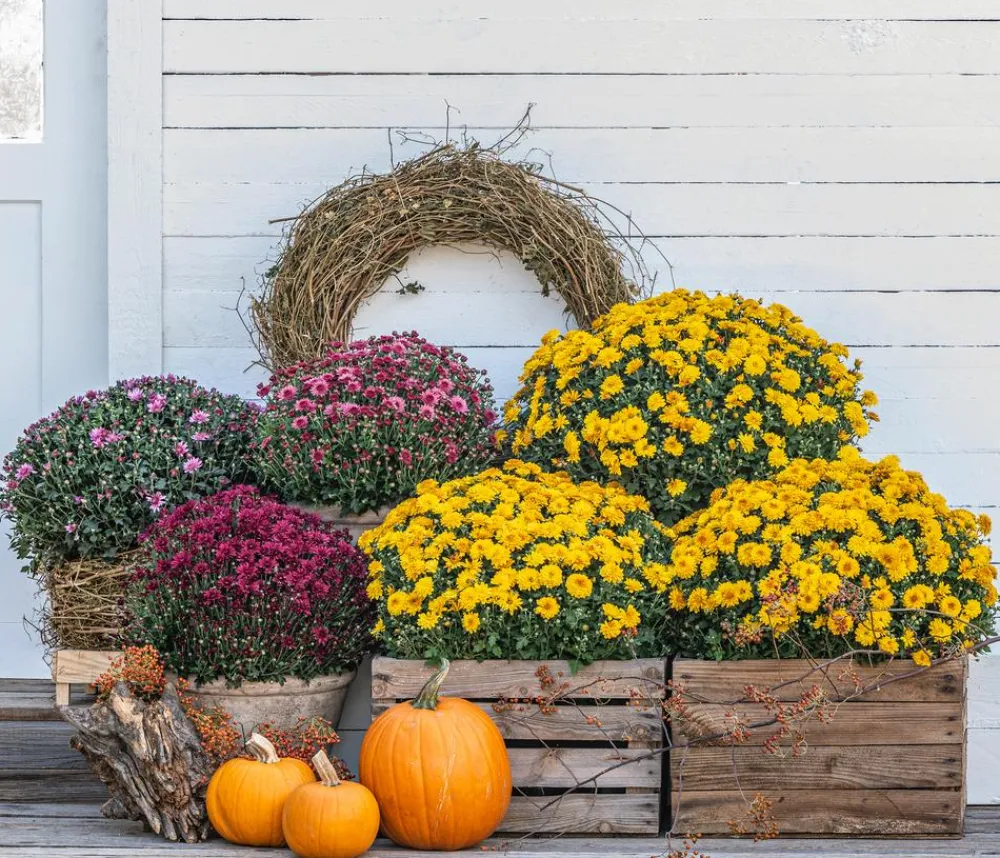 Dehner Terrassenpflanzen - Herbst-Chrysantheme Gelb