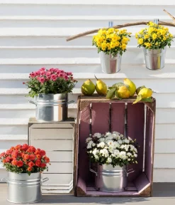 Dehner Terrassenpflanzen - Herbst-Chrysantheme Gelb