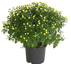 Dehner Terrassenpflanzen - Herbst-Chrysantheme Gelb