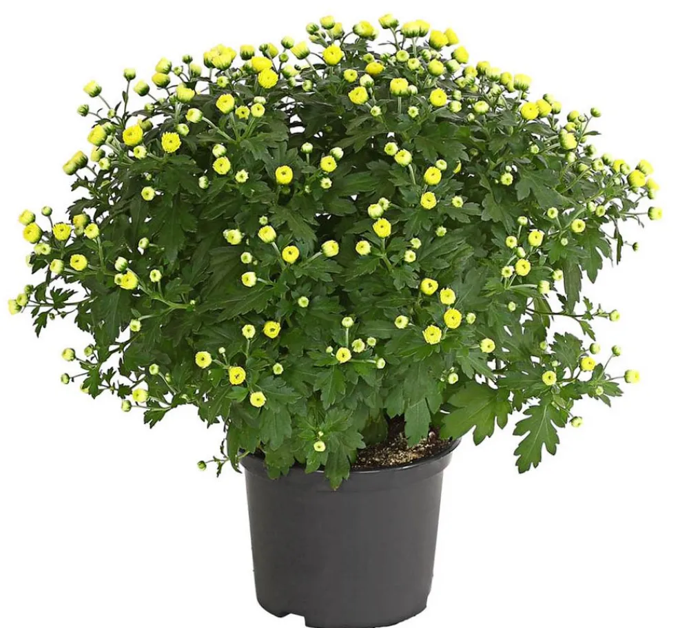 Dehner Terrassenpflanzen - Herbst-Chrysantheme Gelb