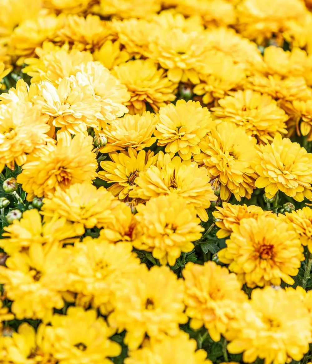 Dehner Terrassenpflanzen - Herbst-Chrysantheme Gelb