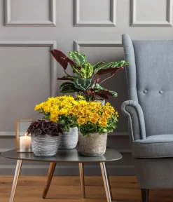 Dehner Terrassenpflanzen - Herbst-Chrysantheme Gelb