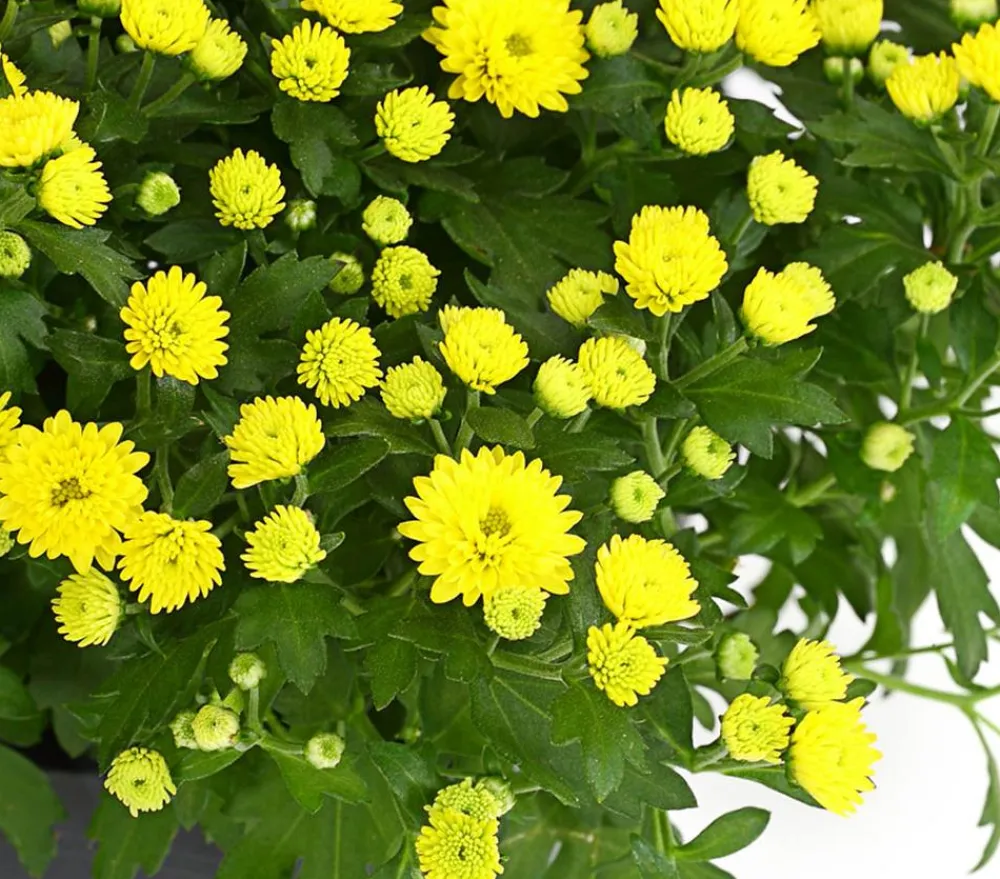 Dehner Terrassenpflanzen - Herbst-Chrysantheme Gelb