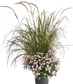 Dehner Terrassenpflanzen - Herbst-Chrysantheme mit Gras, verschiedene Farben