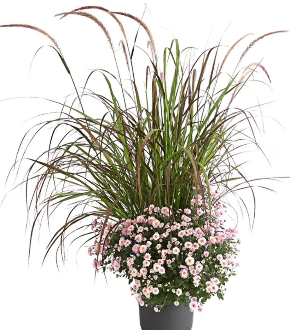 Dehner Terrassenpflanzen - Herbst-Chrysantheme mit Gras, verschiedene Farben