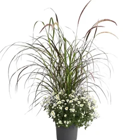 Dehner Terrassenpflanzen - Herbst-Chrysantheme mit Gras, verschiedene Farben
