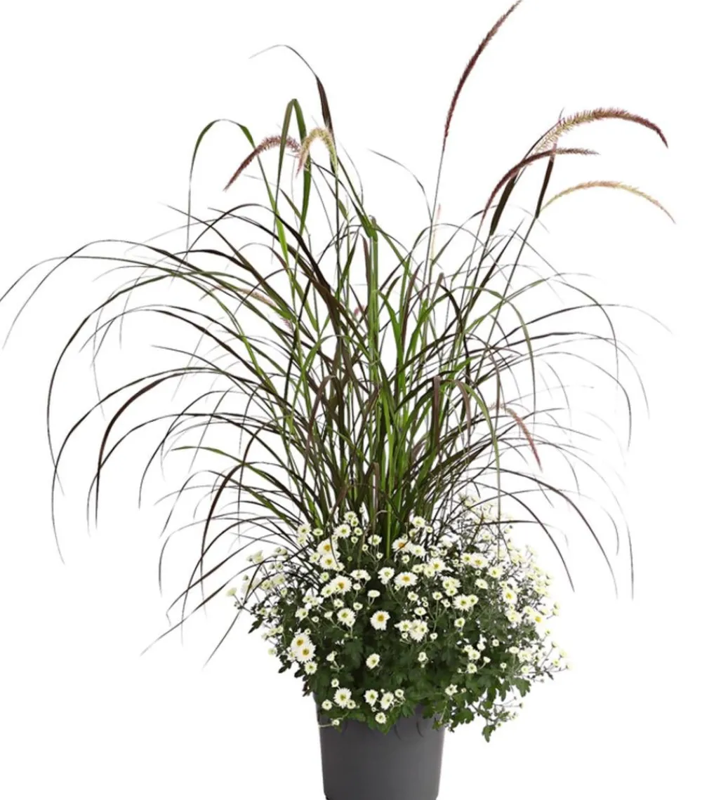 Dehner Terrassenpflanzen - Herbst-Chrysantheme mit Gras, verschiedene Farben