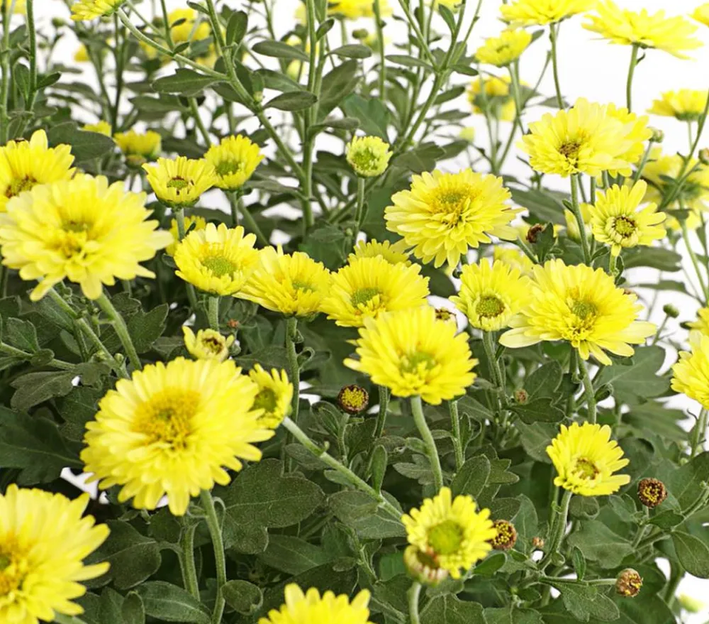 Dehner Terrassenpflanzen - Herbst-Chrysantheme mit Gras, verschiedene Farben