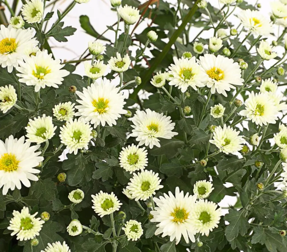 Dehner Terrassenpflanzen - Herbst-Chrysantheme mit Gras, verschiedene Farben