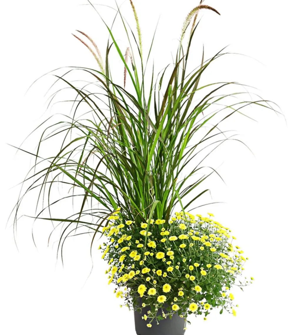 Dehner Terrassenpflanzen - Herbst-Chrysantheme mit Gras, verschiedene Farben