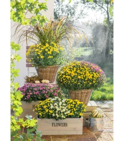 Dehner Terrassenpflanzen > Herbst Chrysanthemen-Trio