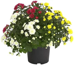 Dehner Herbst Chrysanthemen-Trio New
