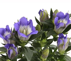 Dehner Steingartenstauden|Garten-Raritäten - Herbstenzian Blau