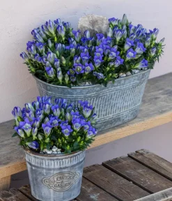 Dehner Steingartenstauden|Garten-Raritäten - Herbstenzian Blau