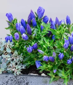 Dehner Steingartenstauden|Garten-Raritäten - Herbstenzian Blau
