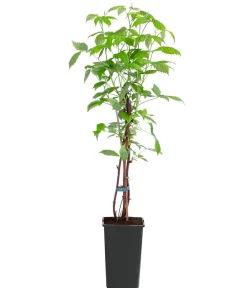 Dehner Gourmet Garten Himbeeren & Brombeeren - Herbst-Himbeere 'Autumn Happy'® Rot