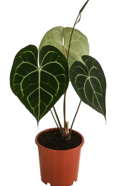 Dehner Raritäten|Einblatt & Flamingoblumen > Herzblattblume - Anthurium clarinervium