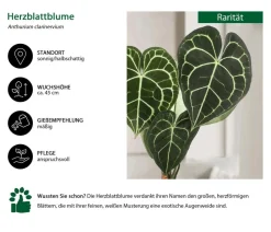Dehner Raritäten|Einblatt & Flamingoblumen > Herzblattblume - Anthurium clarinervium