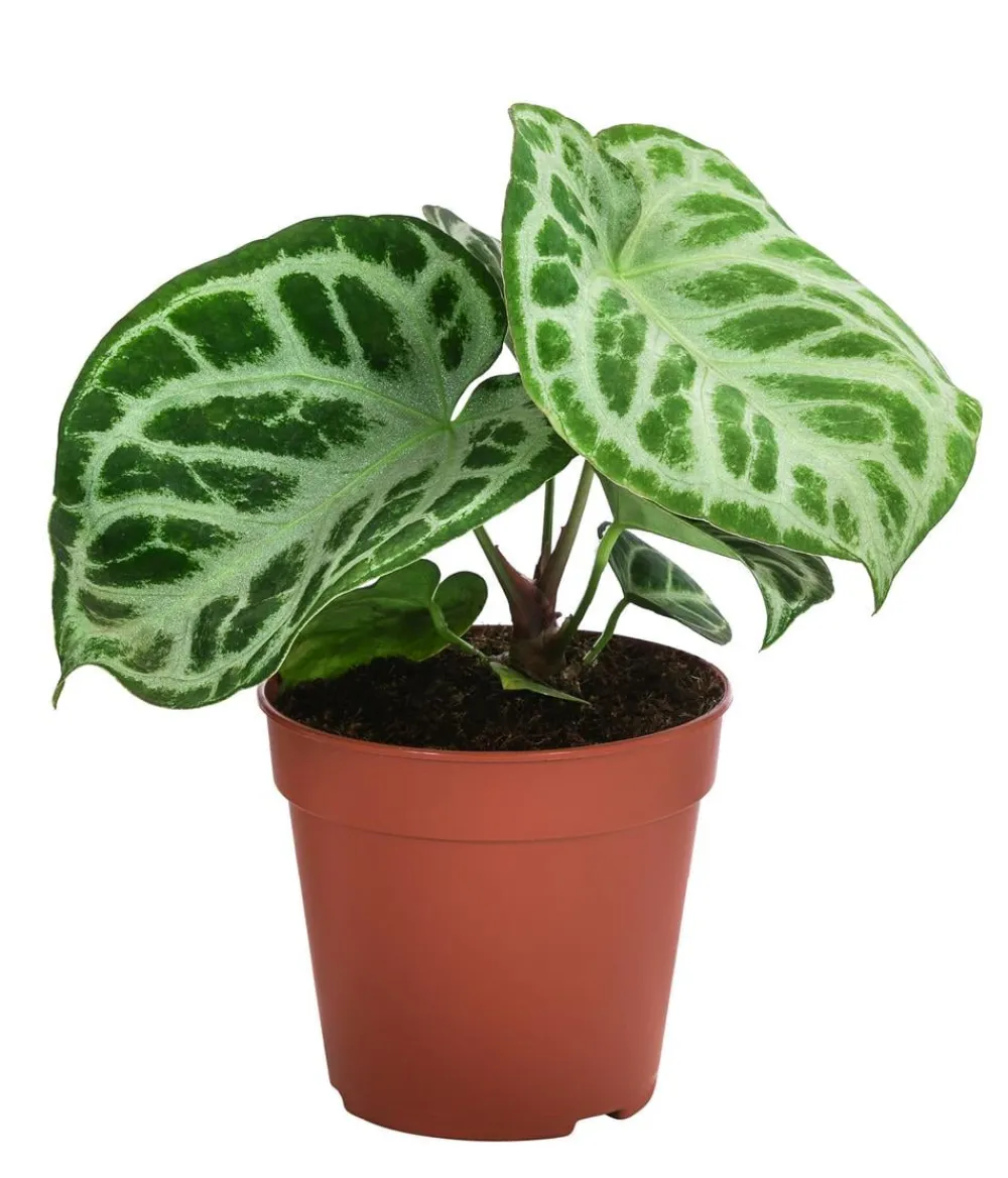 Dehner Herzblattblume - Anthurium crystallinum 'Silver Blush' Online