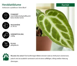 Dehner Raritäten|Einblatt & Flamingoblumen - Herzblattblume - Anthurium crystallinum 'Silver Blush'