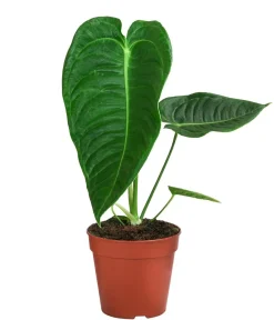 Dehner Herzblattblume - Anthurium veitchii Grün