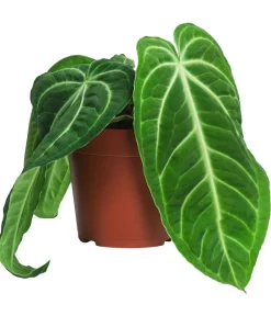 Dehner Raritäten|Einblatt & Flamingoblumen > Herzblattblume - Anthurium villenaorum