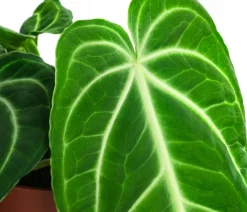 Dehner Raritäten|Einblatt & Flamingoblumen > Herzblattblume - Anthurium villenaorum