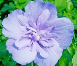 Dehner Hibiskus 'Blue Chiffon®' - Garten-Eibisch Lavendel Online