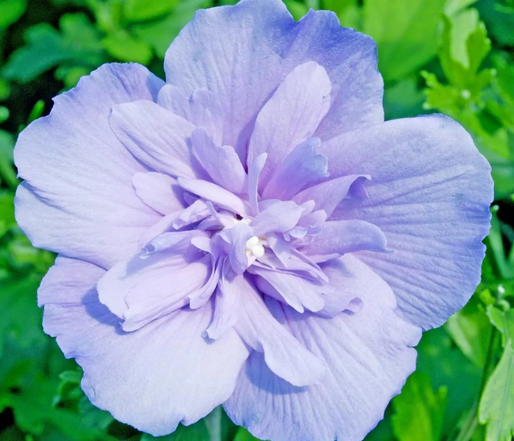 Dehner Hibiskus 'Blue Chiffon®' - Garten-Eibisch Lavendel Online