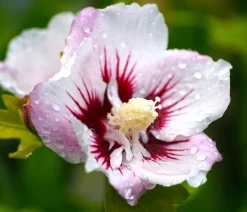 Dehner Hibiskus 'China Chiffon®' - Garten-Eibisch Clearance