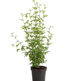 Dehner Hibiskus 'China Chiffon®' - Garten-Eibisch Clearance