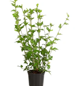 Dehner Laubgehölze|Terrassenpflanzen - Hibiskus 'China Chiffon®' - Garten-Eibisch