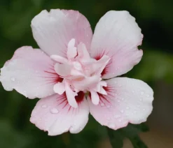 Dehner Laubgehölze|Terrassenpflanzen - Hibiskus 'China Chiffon®' - Garten-Eibisch