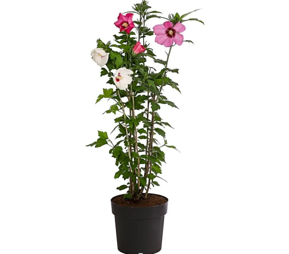 Dehner Hibiskus-Duo - Garten-Eibisch, verschiedene Farbkombinationen Rot Outlet