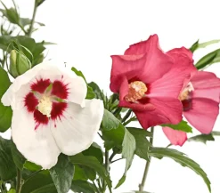 Dehner Hibiskus-Duo - Garten-Eibisch, verschiedene Farbkombinationen Rot Outlet