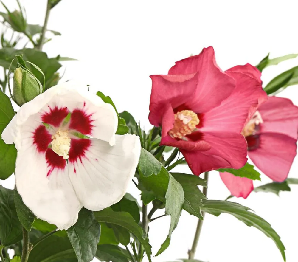 Dehner Hibiskus-Duo - Garten-Eibisch, verschiedene Farbkombinationen Rot Outlet