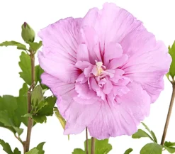 Dehner Laubgehölze|Terrassenpflanzen - Hibiskus 'Lavender Chiffon®' - Garten-Eibisch Rosa