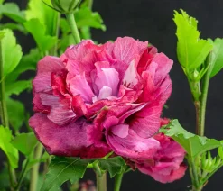 Dehner Hibiskus 'Maike' - Garten-Eibisch Outlet