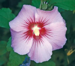 Dehner Hibiskus 'Maike' - Garten-Eibisch Outlet