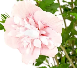 Dehner Laubgehölze|Terrassenpflanzen > Hibiskus 'Pink Chiffon®' - Garten-Eibisch