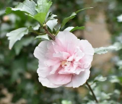 Dehner Laubgehölze|Terrassenpflanzen > Hibiskus 'Pink Chiffon®' - Garten-Eibisch