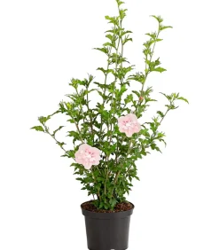 Dehner Laubgehölze|Terrassenpflanzen > Hibiskus 'Pink Chiffon®' - Garten-Eibisch