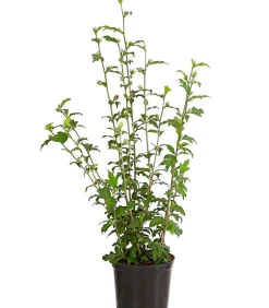 Dehner Laubgehölze|Terrassenpflanzen > Hibiskus 'Purple Ruffles®' - Garten-Eibisch