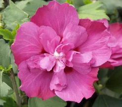 Dehner Laubgehölze|Terrassenpflanzen > Hibiskus 'Purple Ruffles®' - Garten-Eibisch
