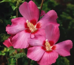 Dehner Laubgehölze|Terrassenpflanzen > Hibiskus 'Silke' - Garten-Eibisch