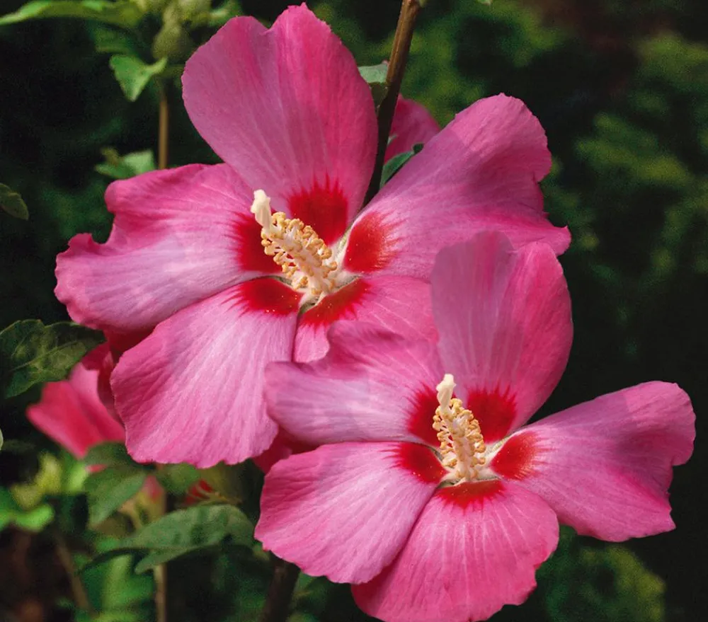 Dehner Laubgehölze|Terrassenpflanzen > Hibiskus 'Silke' - Garten-Eibisch