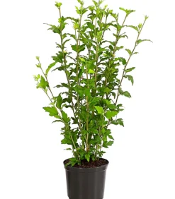 Dehner Laubgehölze|Terrassenpflanzen - Hibiskus 'White Chiffon®' - Garten-Eibisch Weiß